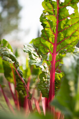 swiss chard in garden