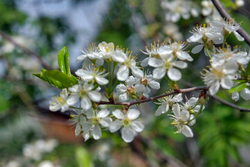 Blossoming cherry branch on a blurred background. Beautiful white cherry blossoms blooming on branch close up.