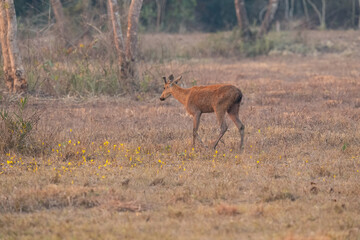 Pampas Deer (Ozotoceros bezoarticus)