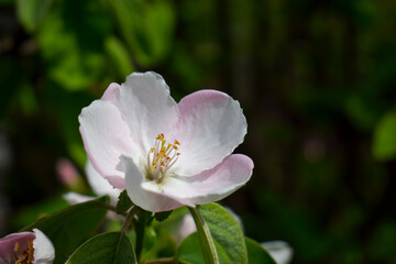 Naklejka na ściany i meble Flowering quince tree