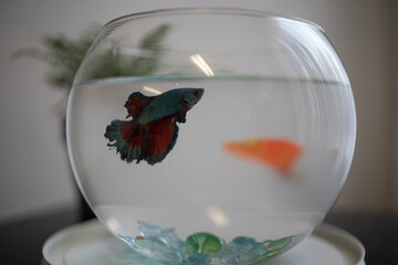 goldfish in a bowl