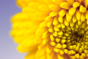 Beautiful small yellow chrysanthemum isolated on the dark grey background. Macro shot of bright spring flower petals. Yellow mums flowers image. Amazing natural background. Flower power concept.