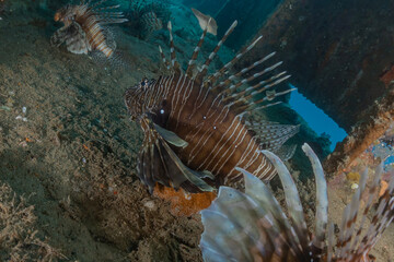 Lionfish in the Red Sea colorful fish, Eilat Israel
