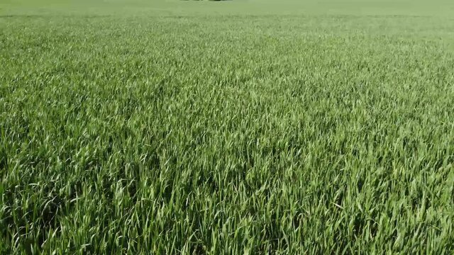 Gr&uuml;ne Weizenfeld im Fr&uuml;hling