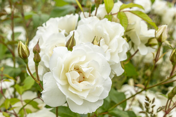 Rosa blanca