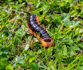 The native wood borers Cossus cossus (European goat moth, Lepidoptera: Cossidae)