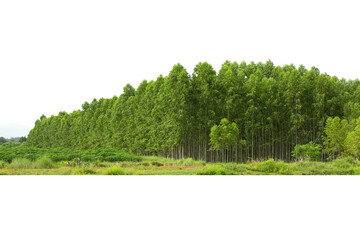 Eucalyptus  forest   isolated on white background,  in Thailand, plats for paper industry.