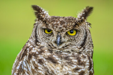 Cape eagle-owl or bubo capensis headshot portrait