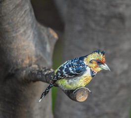 A Crested barbet (Trachyphonus vaillantii) perched on a tree branch in South Africa