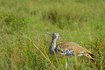 Kori bustard ( Ardeotis Kori ) in bush savannah in Pilanesberg national park