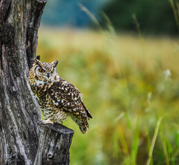 Cape eagle owl (Bubo capensis) is a large bird of prey perched in wild