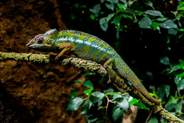A chameleon, Furcifer pardalis, rests on a branch at sunset.