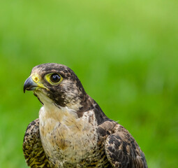 Isolated Peregrine falcon (Falco peregrinus) or duck hawk perched on the ground - it is the fastest...