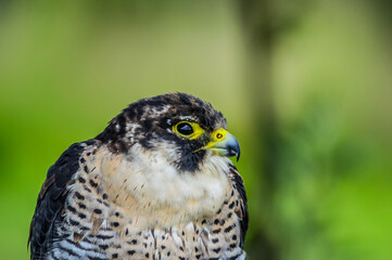Closeup headshot of a Peregrine falcon or duck hawk which is the fastest bird on earth