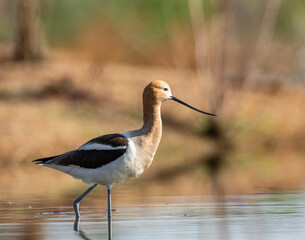 American avocet adult in breeding plumage