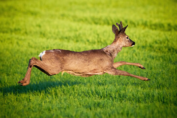 Roe deer male running on field ( Capreolus capreolus ). European roe	