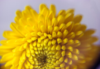 Beautiful small yellow chrysanthemum isolated on a grey blurry background. Macro shot of bright spring flower petals. Yellow mums flowers image. Amazing natural background. Flower power concept.