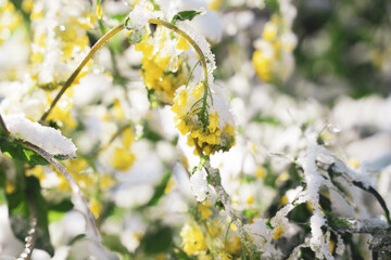 snow covered flowers