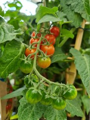 Fototapeta premium Rispe mit Cherry-Tomaten an der Pflanze