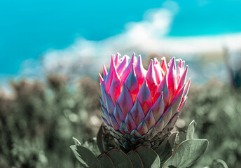 Beautiful King Protea national flower of South Africa growing naturally on the hills of Table Mountain in Cape Town