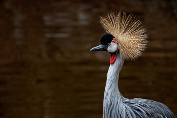 grey crowned crane portrait