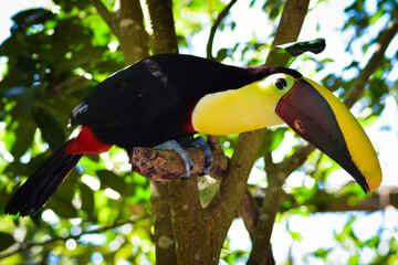 toucan on a branch