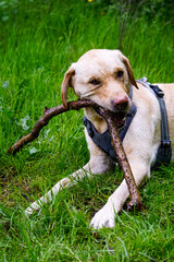 Labrador gryzie kija © Aruru