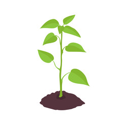 Gardening plant. Sprout, plant growing. Vector illustration isolated on white.