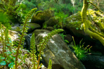 Vegetation next to a river with rocks in the background