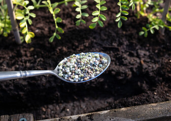 Spoon with granular fertilizer for flowers and vegetable with planter and soil background. 12-16-12 all-purpose fertilizer formula to replenish nutrients and minerals for plants. Selective focus.