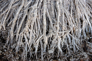 Roots of a palm tree in close-up view
