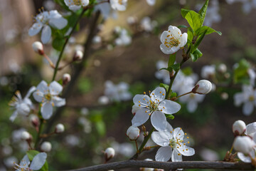 White cherry flowers in a young garden.