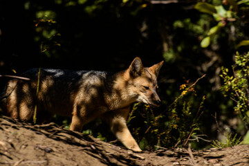 Zorro Argentino, bariloche. Cerro ventana