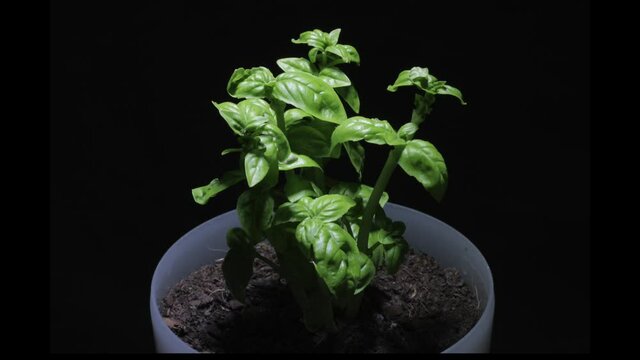 Small basil plant and leaves growing and moving slowly under spotlight time-lapse
