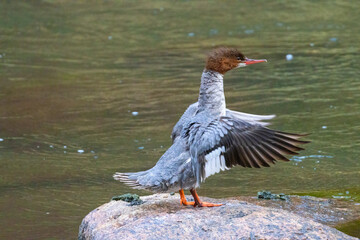 Merganser Duck Posing on a Rock