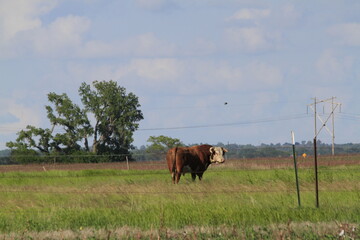 Hereford Bull in a pasture with tree's and blue sky north of Nickerson Kansas USA.