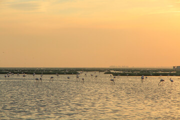 sunset over pond of flamingos