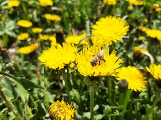 yellow dandelion flower