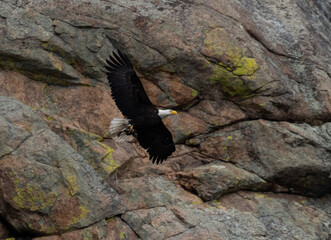 Bald Eagle Family and Nest