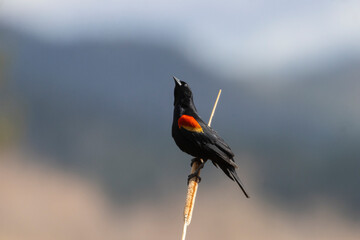 Red-winged Blackbird