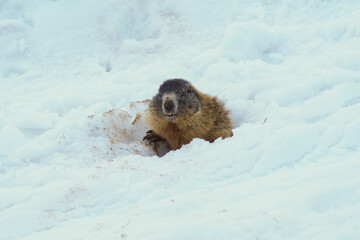 alpine marmot (Marmota marmota) first moves in springtime on snow