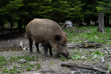 Naklejka na ściany i meble wild female boar standing in forest