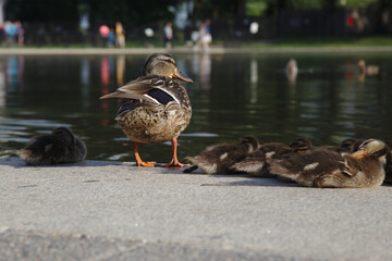 Mallard Duck Family - 435302401