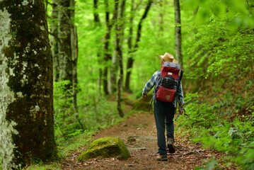 トレッキング・新緑のブナの森
