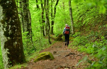 Fototapeta premium トレッキング・新緑のブナの森 