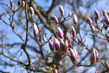 Magnolia
