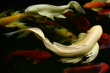 koi carps fish float swimming in the pond, view from above