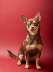 chihuahua puppy on red background