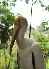 Vogel im Vogelpark