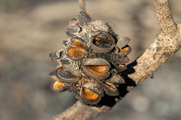 Banksia seed pods opened by fire and dispersing seeds